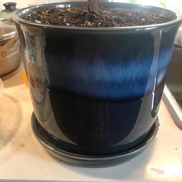 Tall and Large Ficus Audrey - Picture 15 of 16